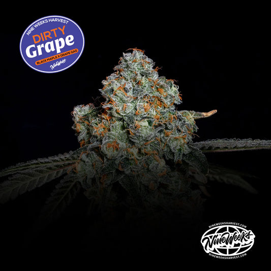 Dirty Grape - Nine Weeks Harvest (Black Maple x Grape Gas)