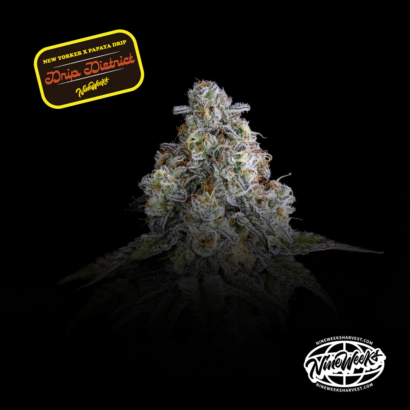 Drip District - Nine Weeks Harvest (Sour D x Zangria x Papaya Drip)