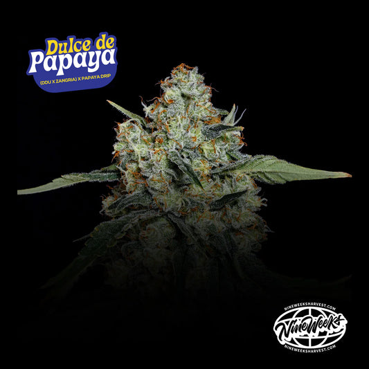 Dulce de Papaya - Nine Weeks Harvest (Dulce de Uva x Zangria x Papaya Drip)