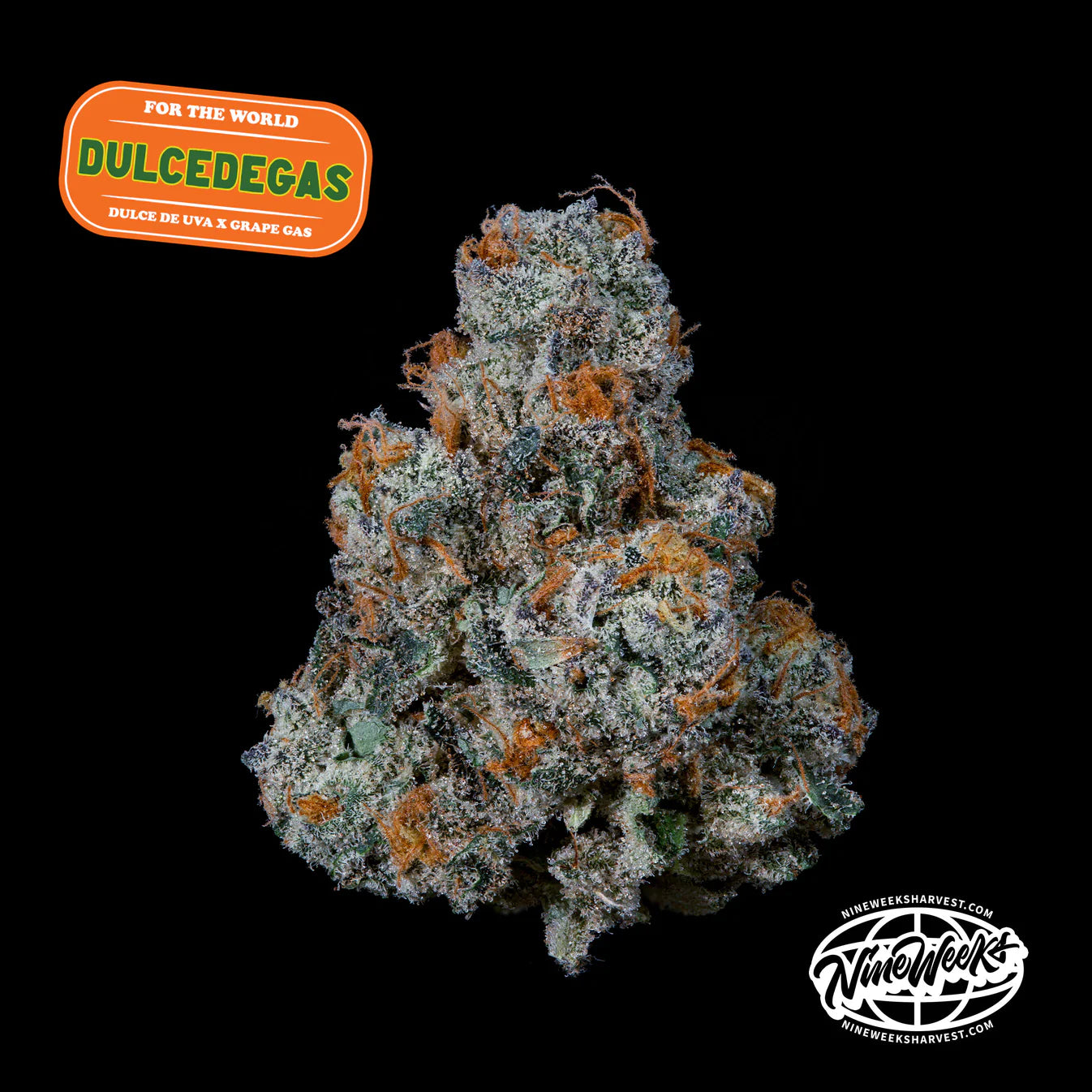 Dulce de Gas - Nine Weeks Harvest (Dulce de Uva x Grape Gas)