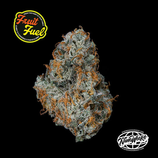 Fruity Fuel - Nine Weeks Harvest (Sour D x Zangria x Papaya Drip)