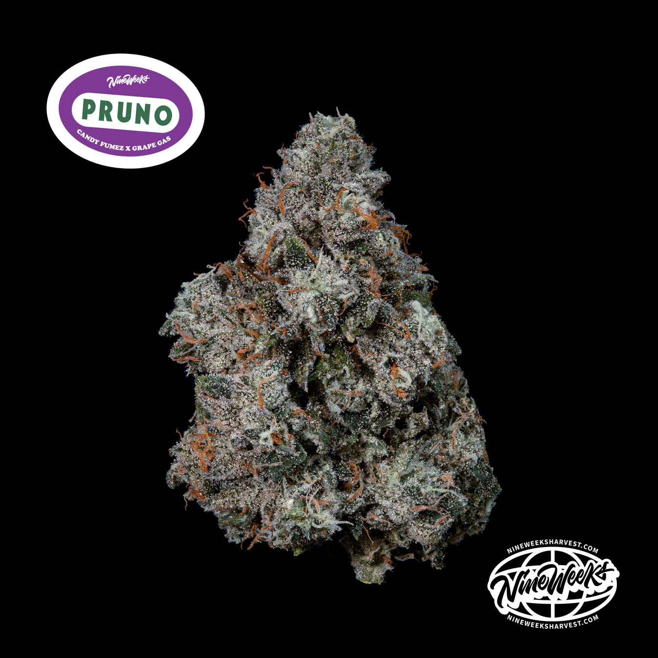 Pruno - Nine Weeks Harvest (Candy Fumez x Grape Gas)