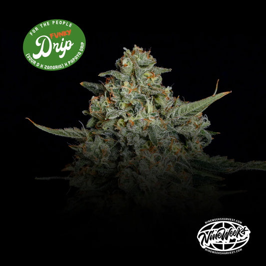 Funky Drip - Nine Weeks Harvest (Sour D x Zangria x Papaya Drip)