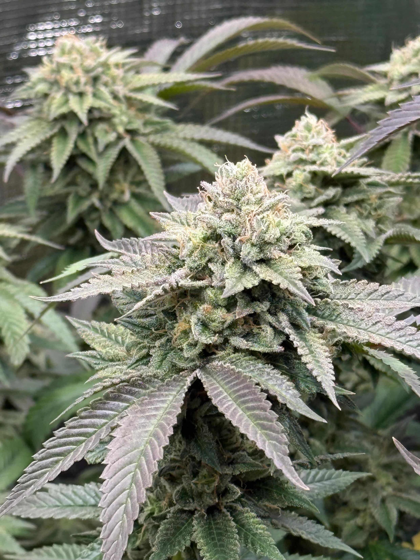 Melon Payton - ( Gary Payton x Fresca Melon) Gas Co. Genetics