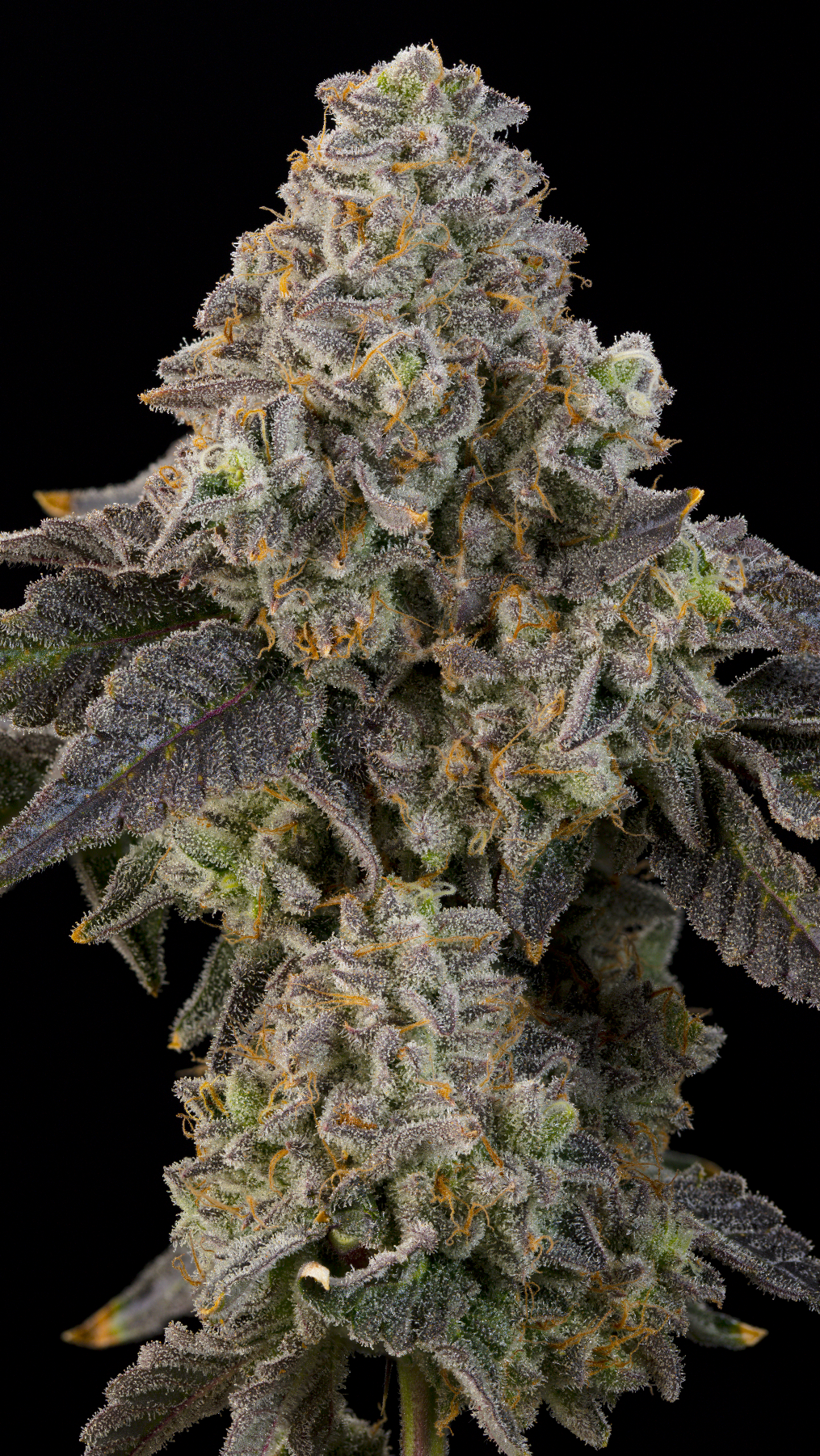 Peach Yuzu (Rainbow Belts x Peach Guava) Grounded Genetics