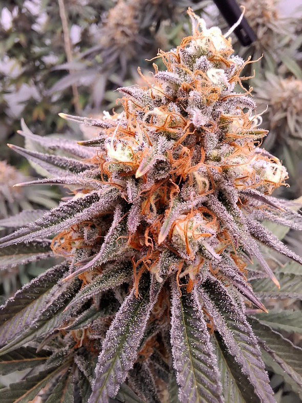Cali Pack Seed Bundle - Gas Co. Genetics Pre Order