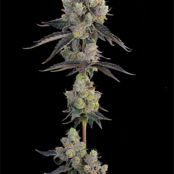 Blue Chiesel (Cheese x Sour Diesel bx2) x Blucci