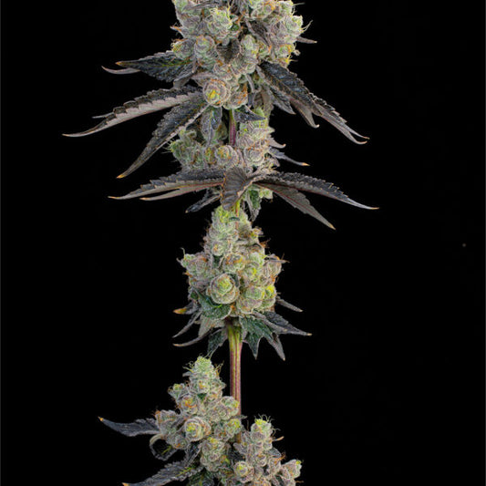 Blue Chiesel (Cheese x Sour Diesel bx2) x Blucci