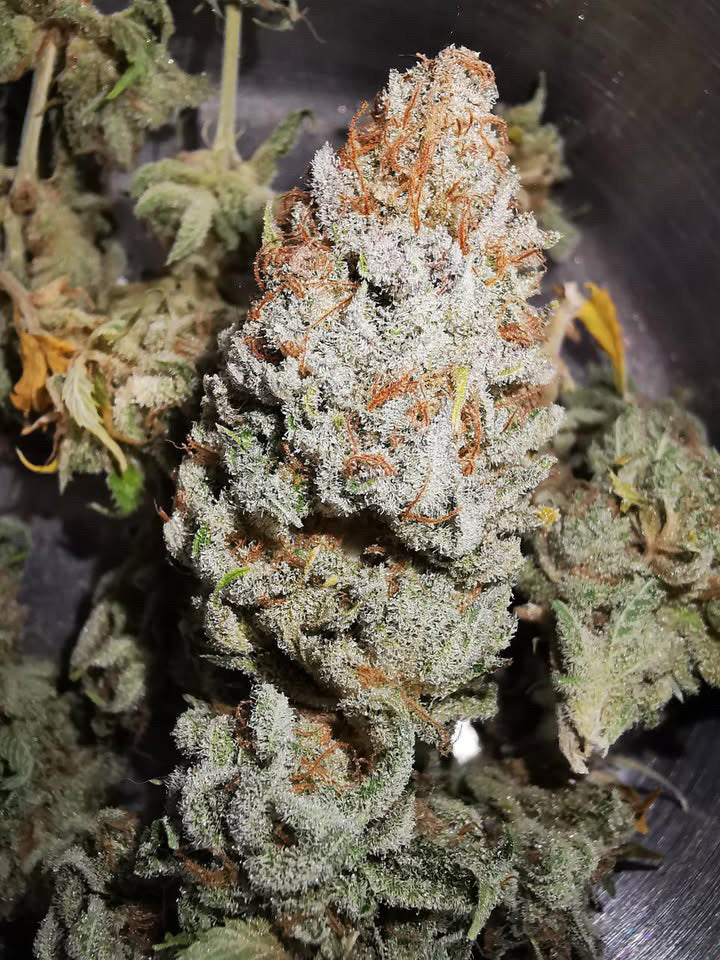 Cali Pack Seed Bundle - Gas Co. Genetics
