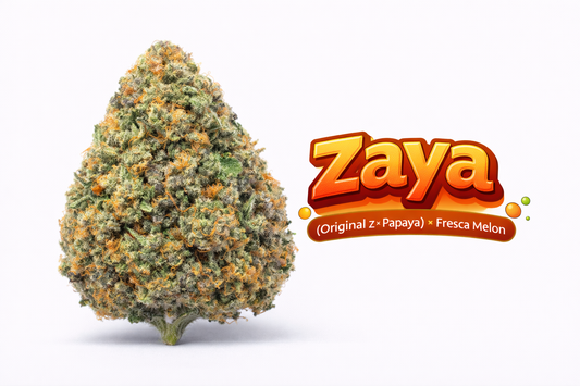 Zaya - (Z x Papaya) x Fresca Melon) Gas Co. Genetics