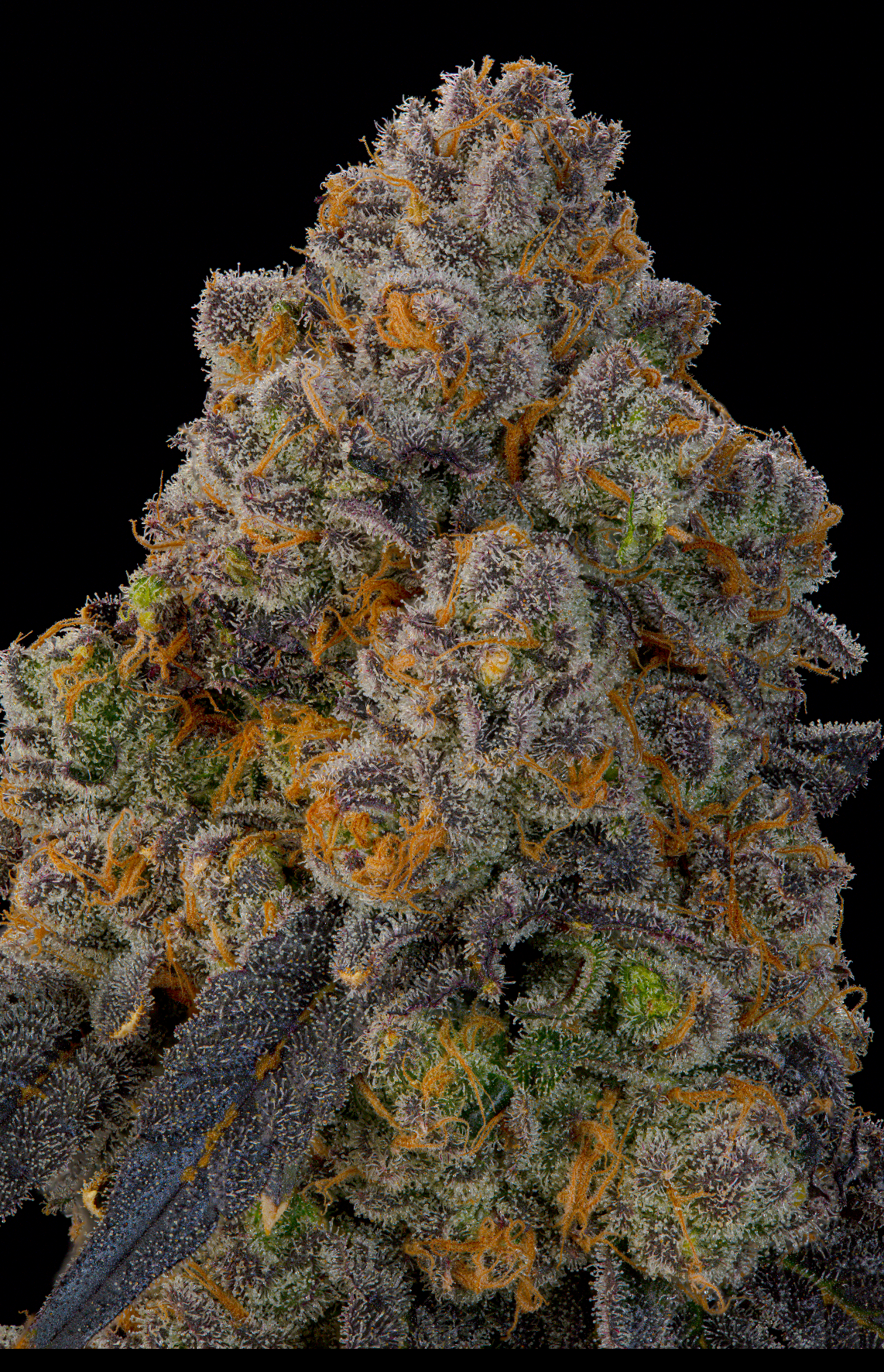 Nigiri (Zkittlez x Kushmints) x Ultraviolett Sherb Grounded Genetics