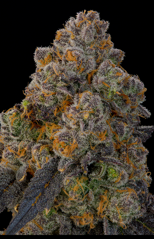 Nigiri (Zkittlez x Kushmints) x Ultraviolett Sherb Grounded Genetics