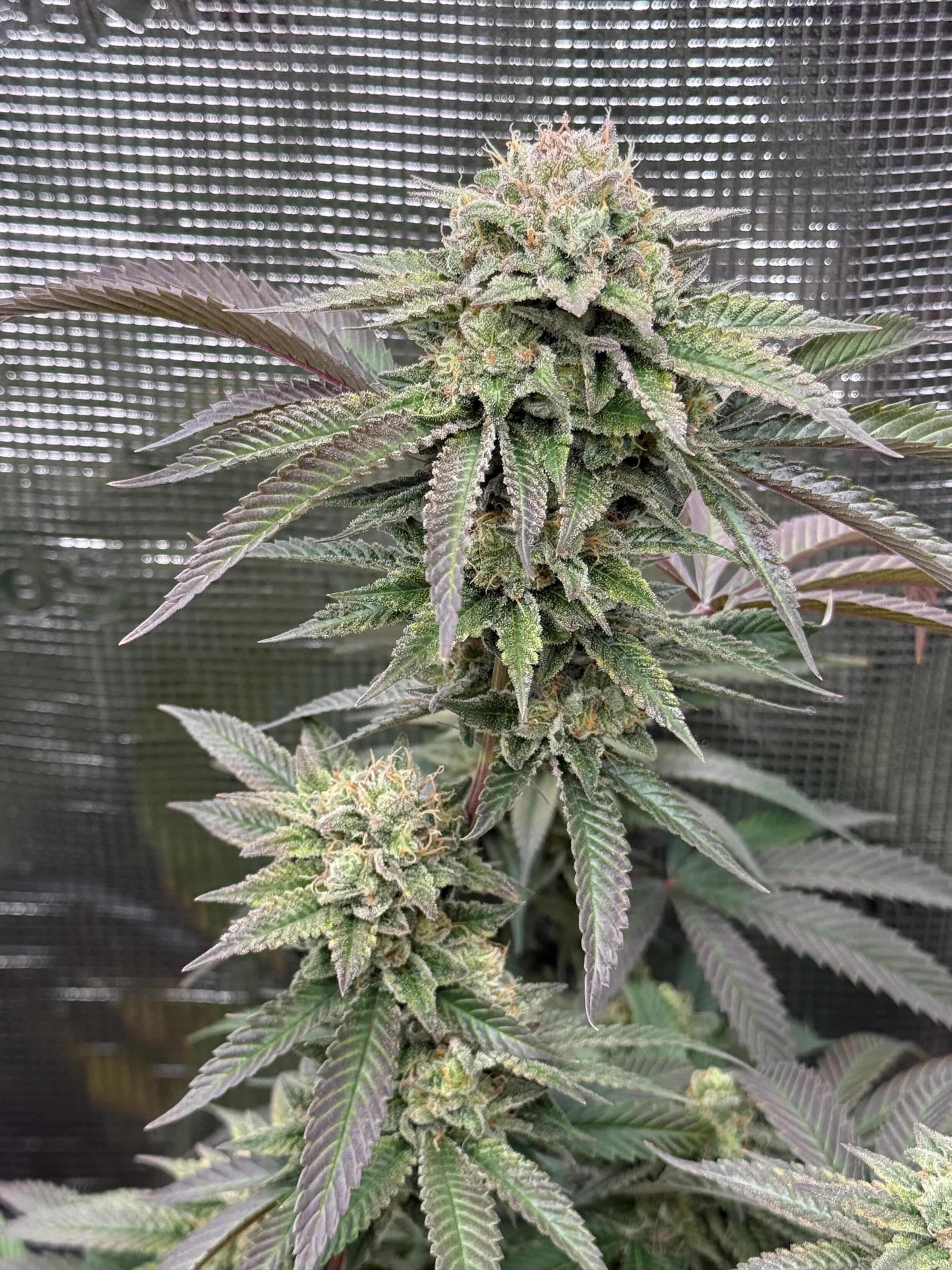 Melon Payton - ( Gary Payton x Fresca Melon) Gas Co. Genetics