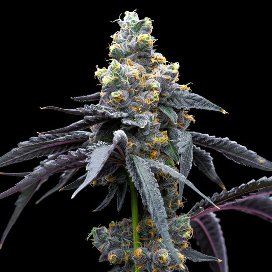 Cookies - White Runtz x Hollywood