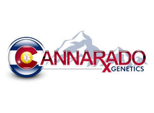 Cannarado - Cotton Candy Sunrise