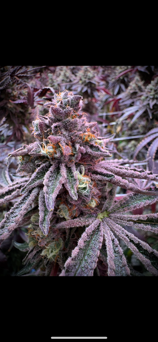 Grounded Genetics - SOUR BLUCCI (Sour Rs11 x Blue Rs11)
