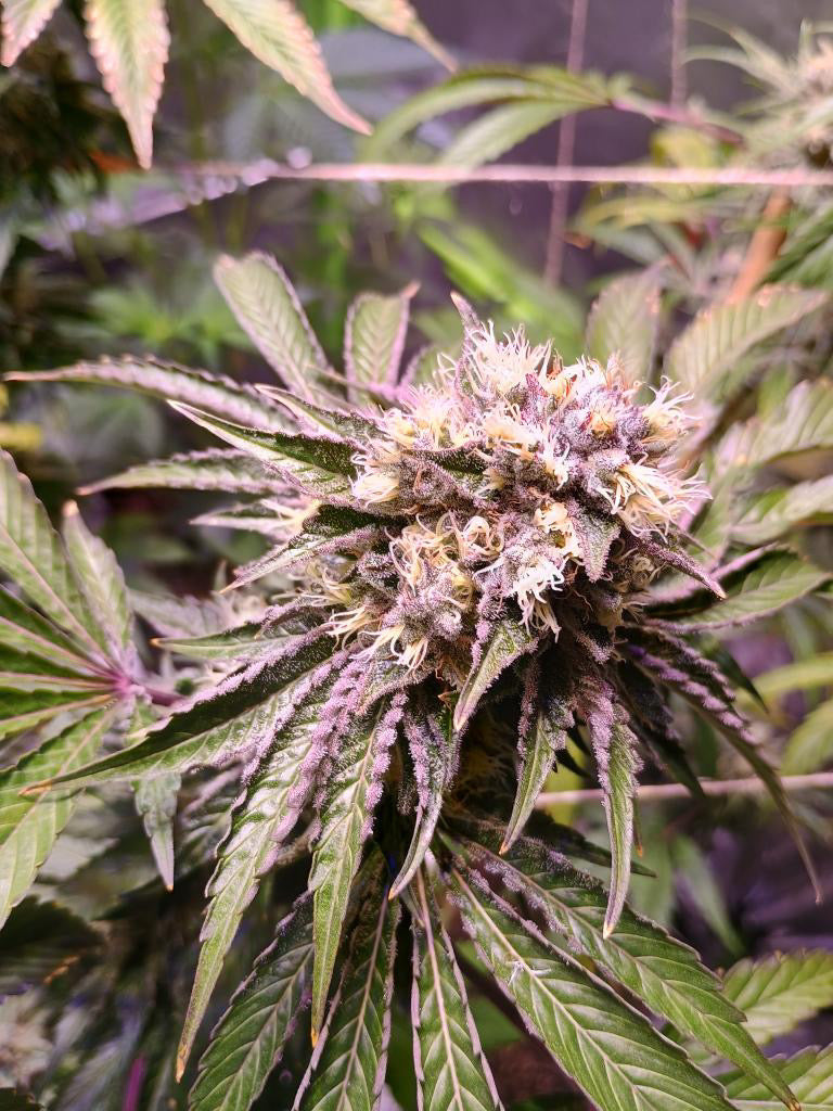 Cali Pack Seed Bundle - Gas Co. Genetics Pre Order