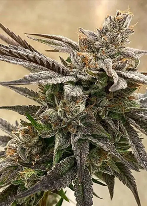 Prizmatic by Exotic Genetix