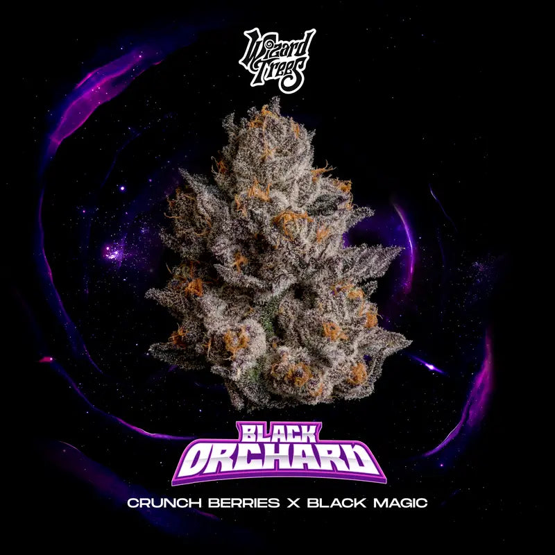 Wizard Tree  - Black Orchad feminisierte Cannabis Samen