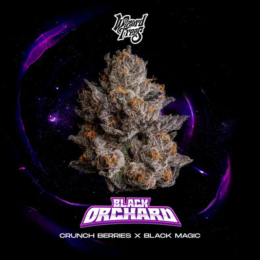 Wizard Tree  - Black Orchad feminisierte Cannabis Samen