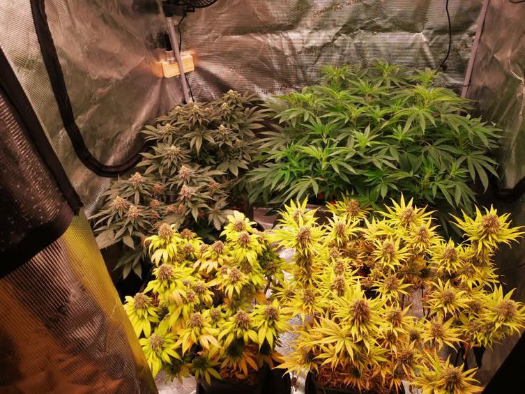 Cali Pack Seed Bundle Auto - Gas Co. Genetics