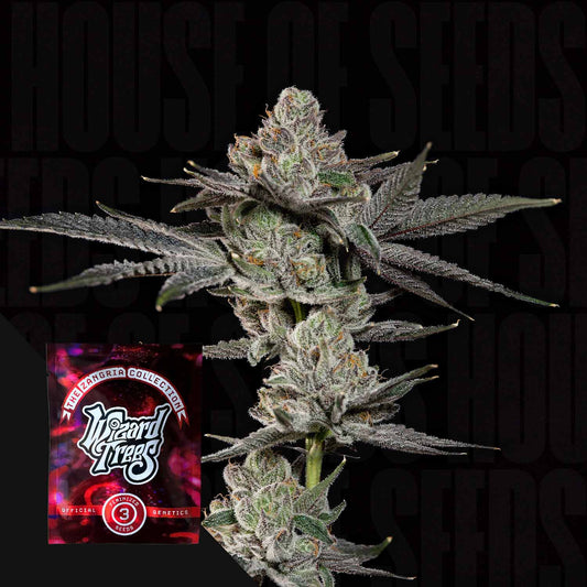 Wizard Tree  - Z Nerds (Blue Nerdz x Zangria)