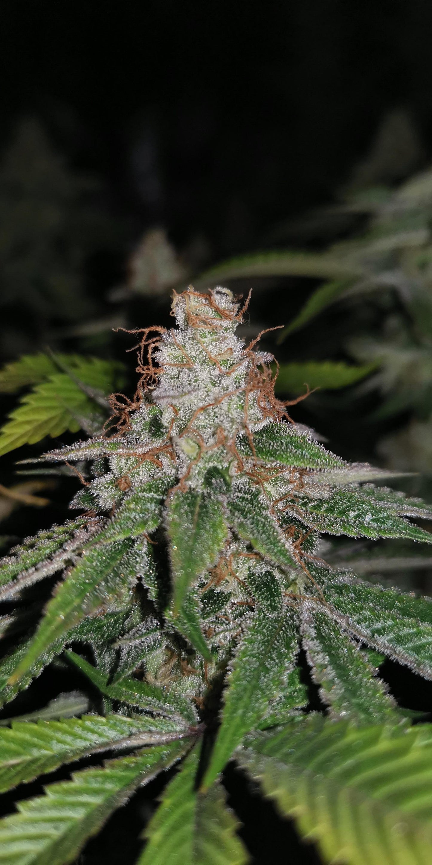Meloshy - ( Applefritter x Jealousy) x Fresca Melon) Gas Co. Genetics