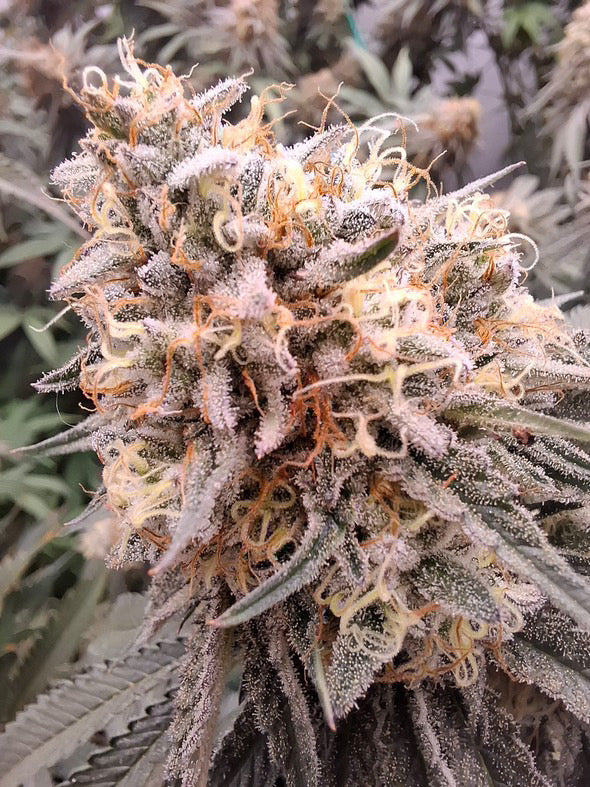 Cali Pack Seed Bundle - Gas Co. Genetics Pre Order