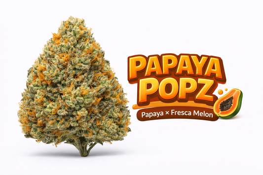 Papaya PopZ - ( Papaya x Fresca Melon) Gas Co. Genetics
