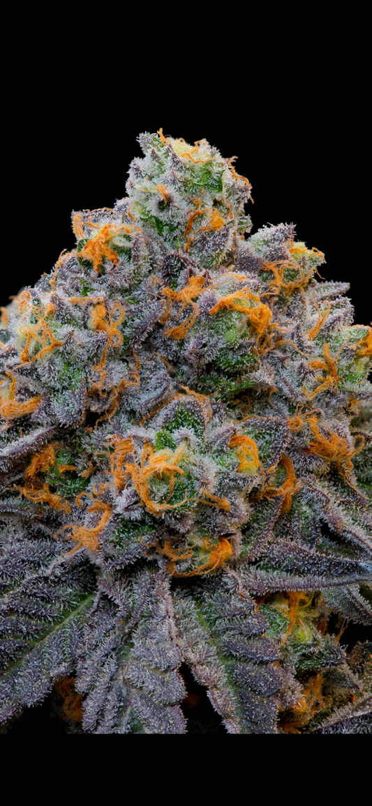 Grounded Genetics - BLUEZCOTTI
