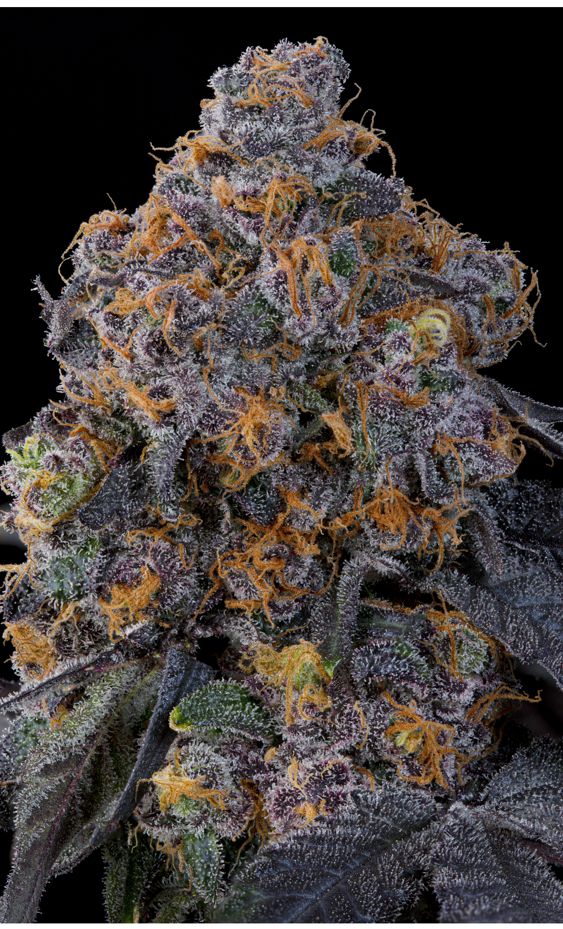 Blu Zang (Zangria x Blucci ) Grounded Genetics