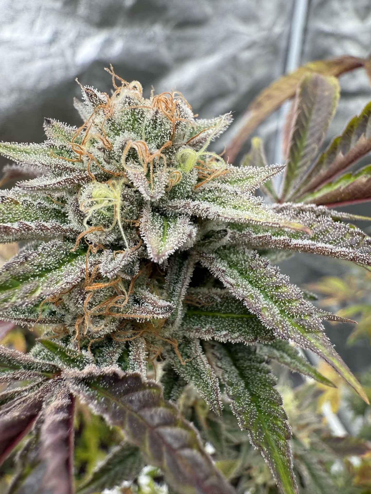 Cali Pack Seed Bundle - Gas Co. Genetics Pre Order