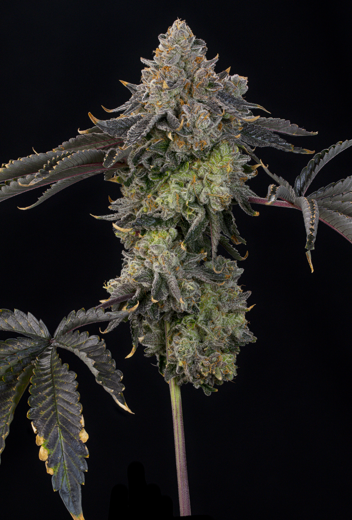 Peach Gummies (Candy Matterz x Peach Guava ) Grounded Genetics