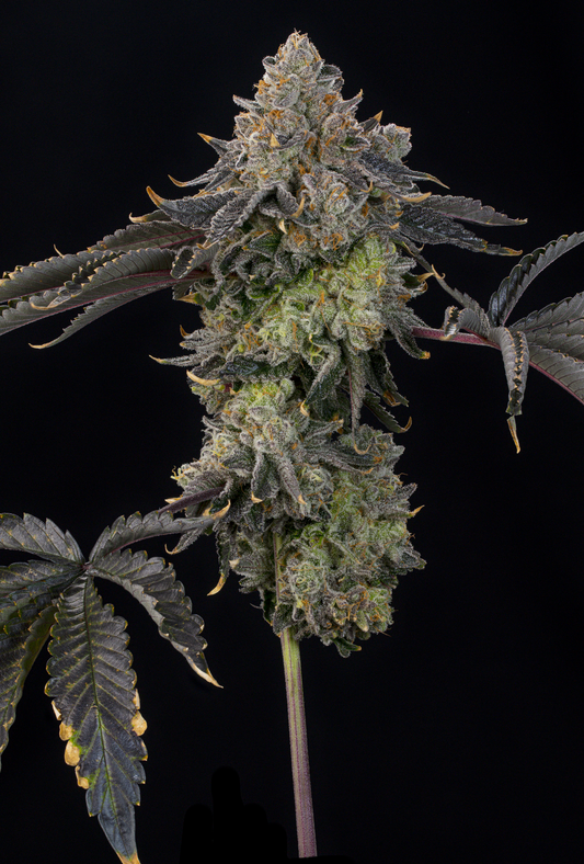 Peach Gummies (Candy Matterz x Peach Guava ) Grounded Genetics