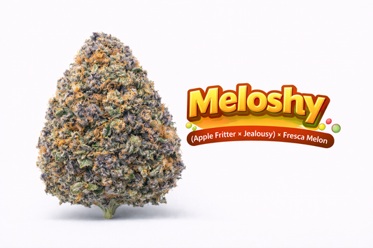 Meloshy - ( Applefritter x Jealousy) x Fresca Melon) Gas Co. Genetics