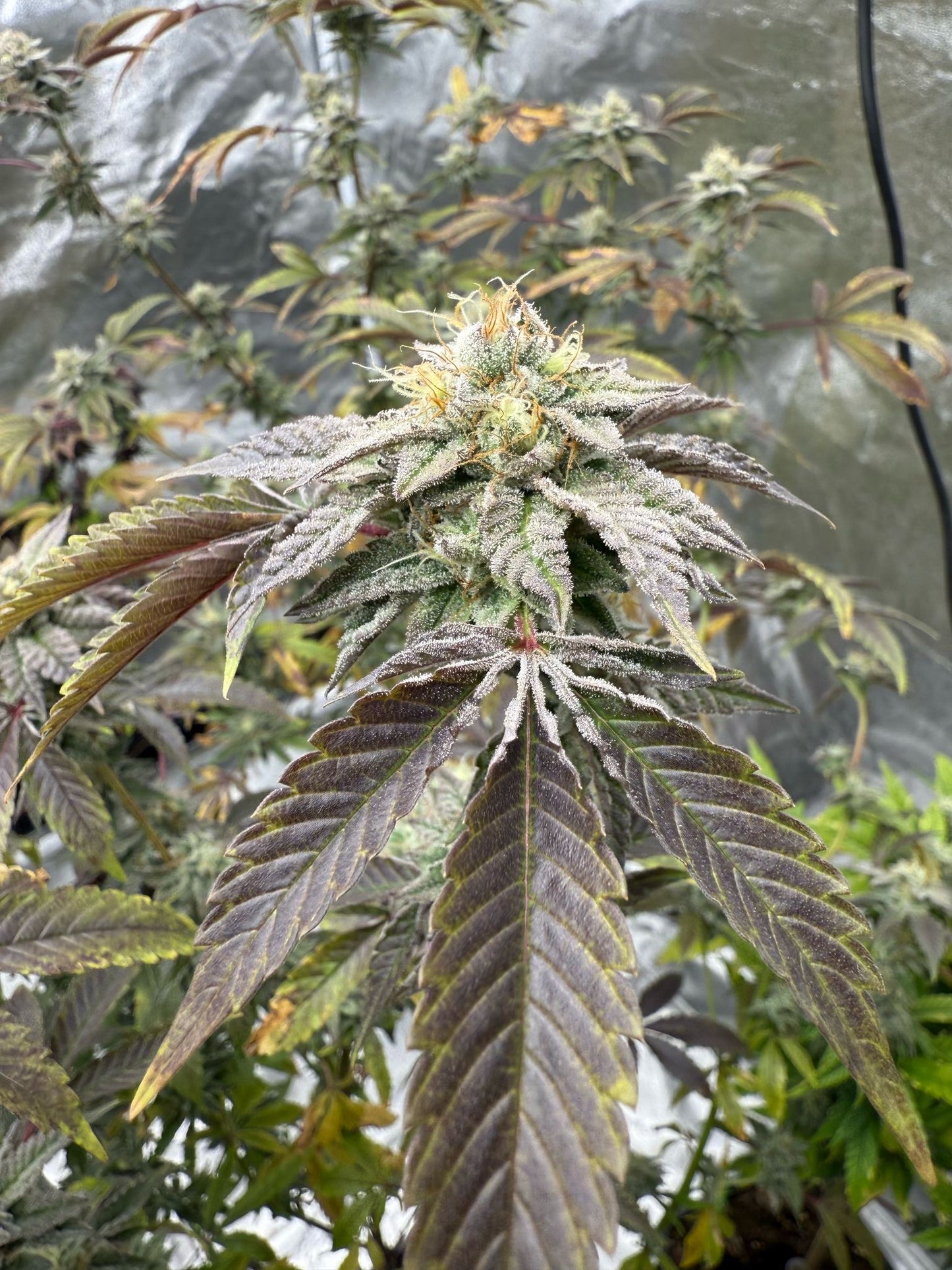 Cali Pack Seed Bundle - Gas Co. Genetics Pre Order