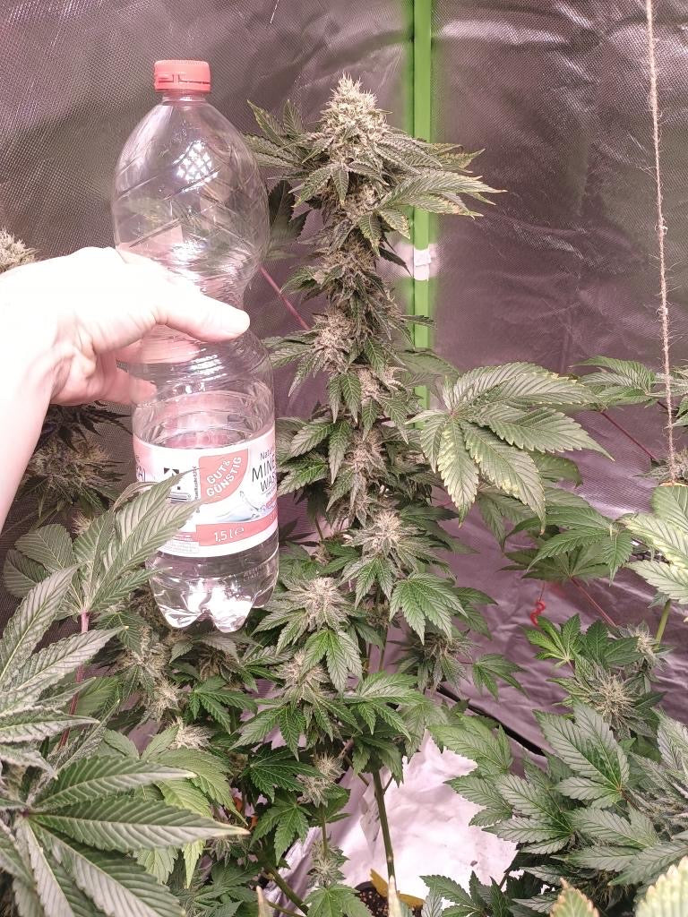 Cali Pack Seed Bundle - Gas Co. Genetics Pre Order