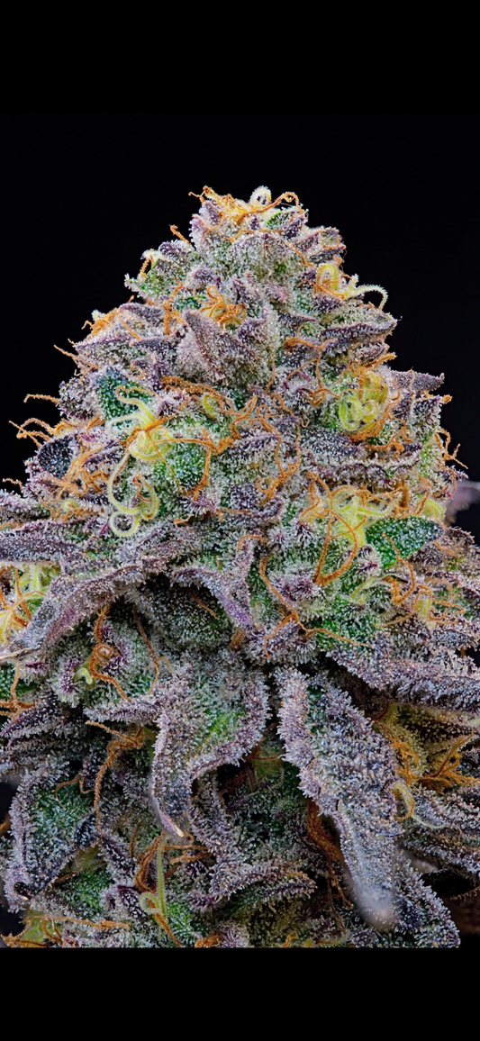 Grounded Genetics - BLUE GELONADE ( GELONADE x Blue Rs11)