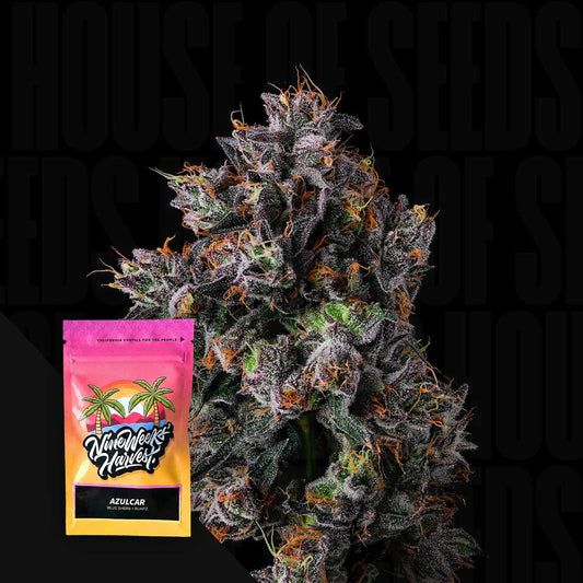 Nine Weeks Harvest - Azulcar
