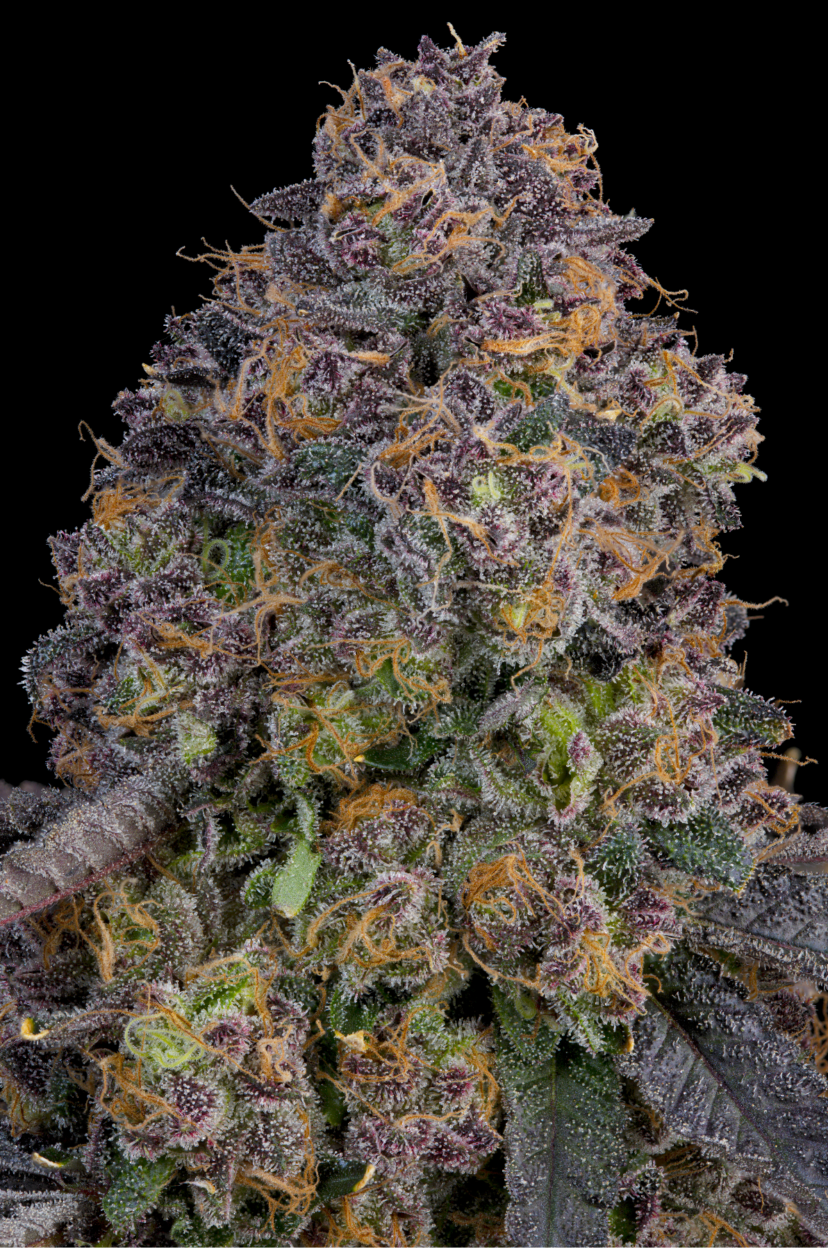 Pink Zoda (Z-Face x Ultraviolett Sherb) Grounded Genetics