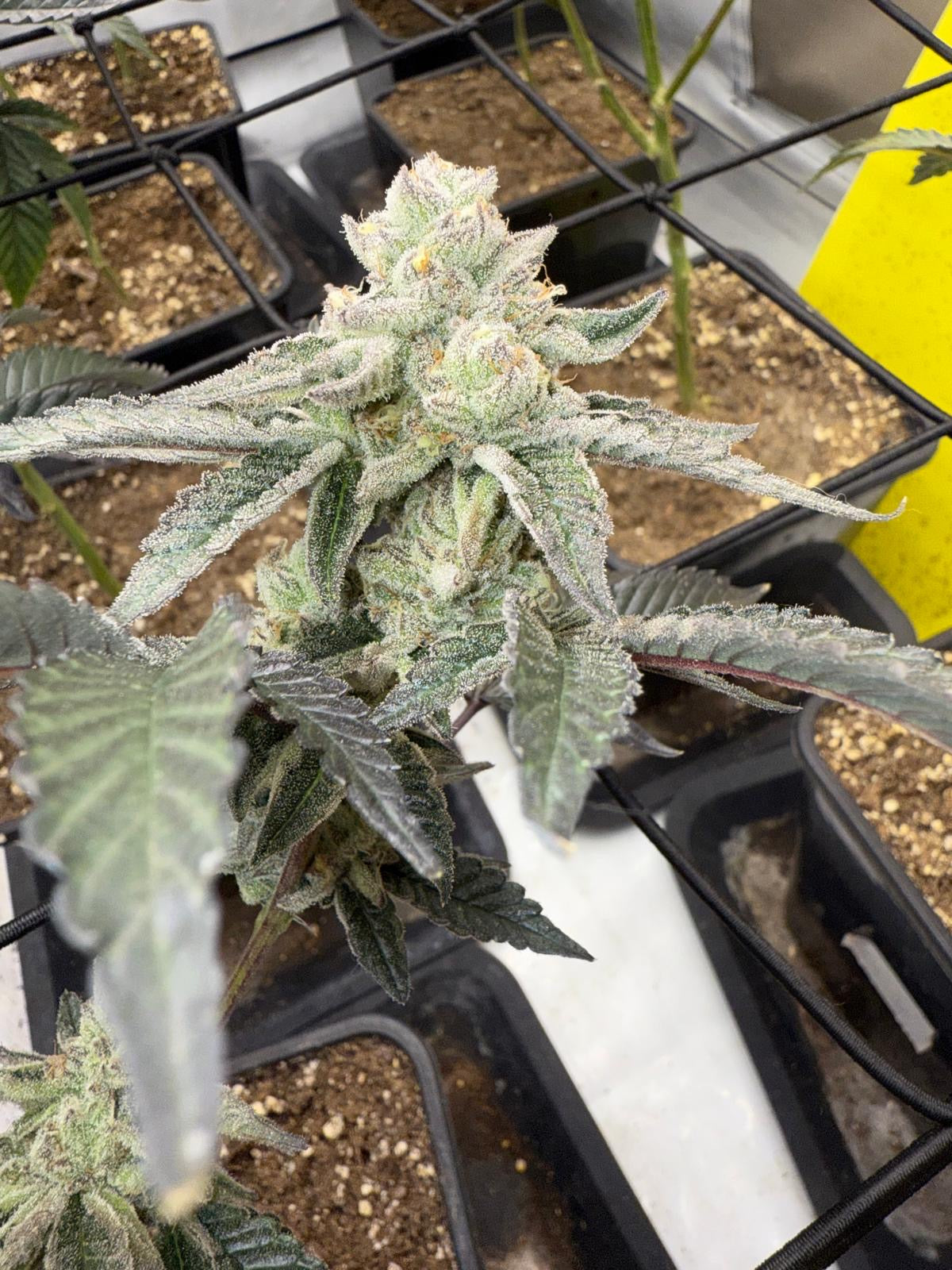 Cali Pack Seed Bundle - Gas Co. Genetics Pre Order