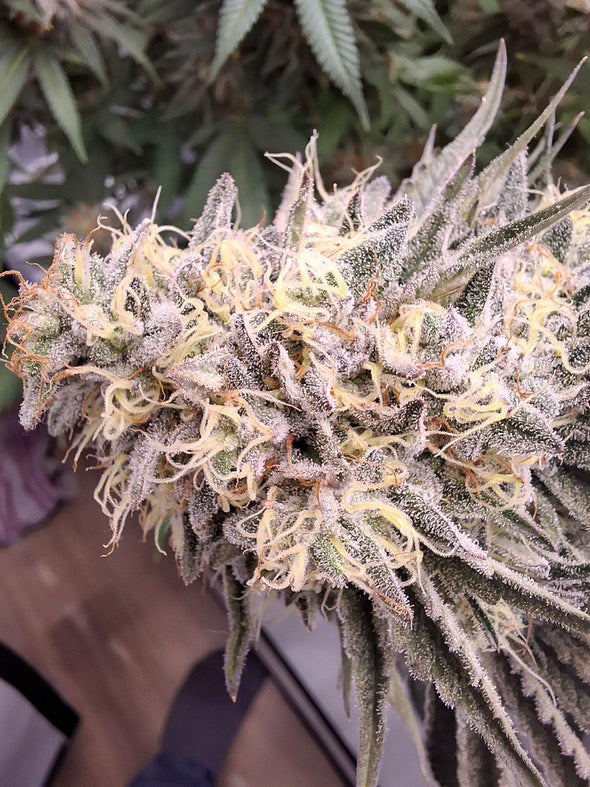 Cali Pack Seed Bundle - Gas Co. Genetics Pre Order