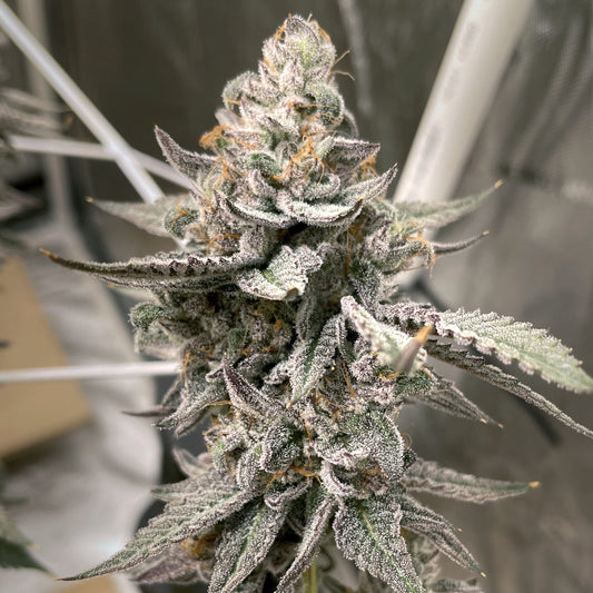 Beaver Cookies Feminized Seeds – Elev8 Seeds Genetics