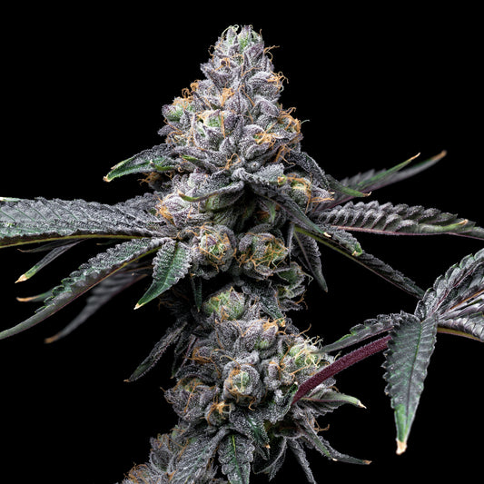 Cookies - Double Sherbet