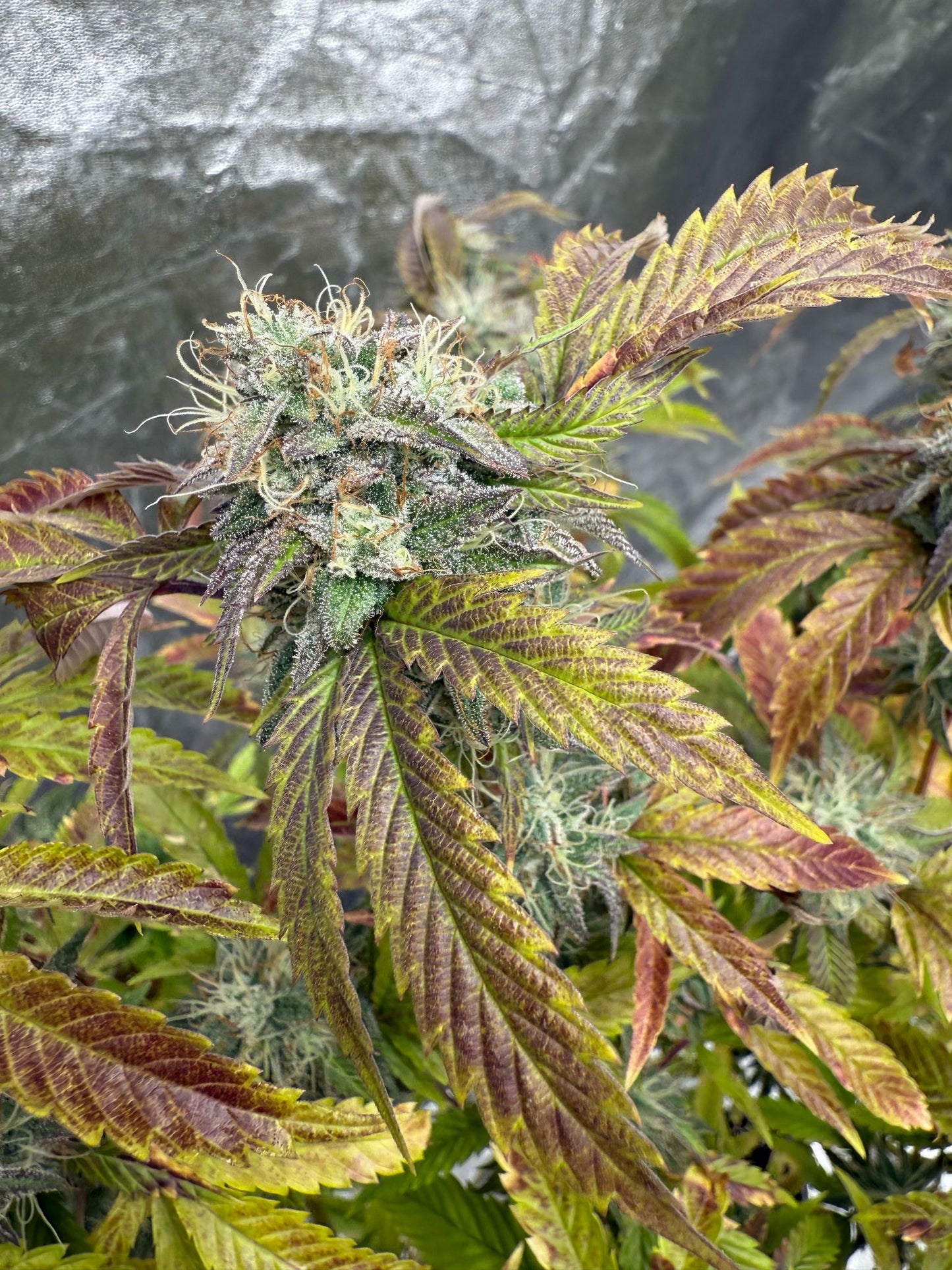 Cali Pack Seed Bundle - Gas Co. Genetics Pre Order