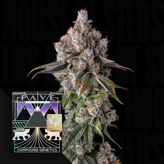 90 Proof - Compound Genetics feminisierte Premium Cannabis Samen