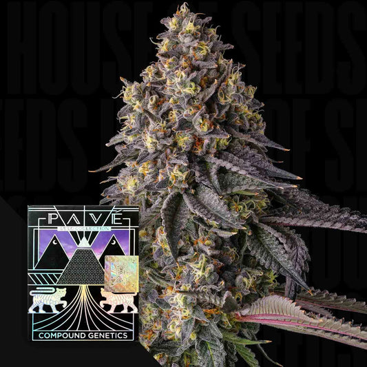 Kumamotoz - Compound Genetics feminisierte Premium Cannabis Samen