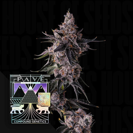 Lemon Cherry Pavé - Compound Genetics feminisierte Premium Cannabis Samen