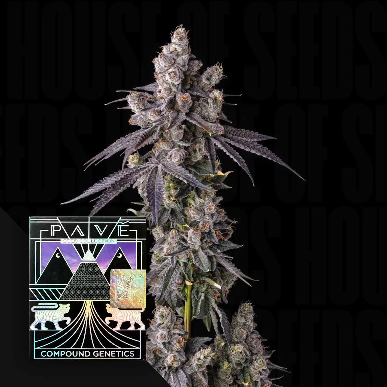 Mora Azul - Compound Genetics feminisierte Premium Cannabis Samen