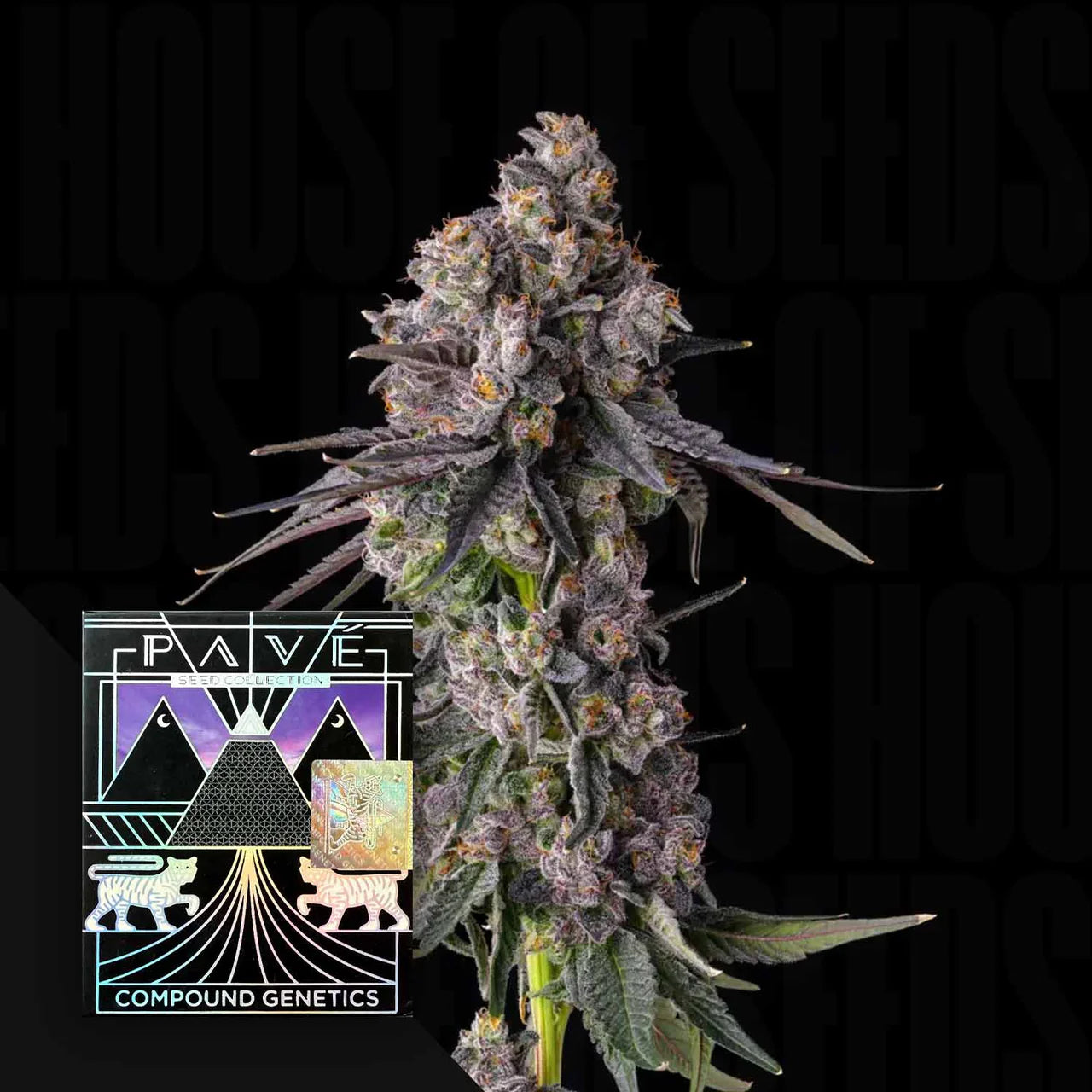 Rainbow Guavé - Compound Genetics feminisierte Premium Cannabis Samen
